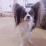 ゆりなっぱ