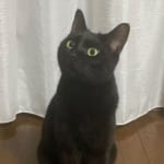 市川佳歩